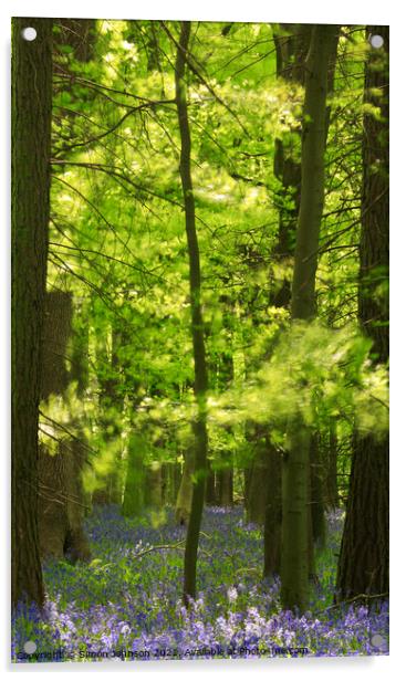 bluebell wood Acrylic by Simon Johnson