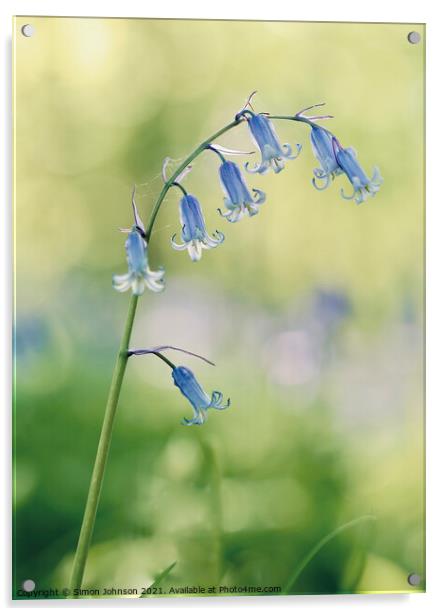 A close up of a  bluebell flower Acrylic by Simon Johnson