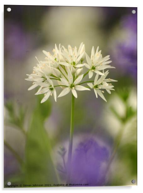 Wild garlic flower Acrylic by Simon Johnson