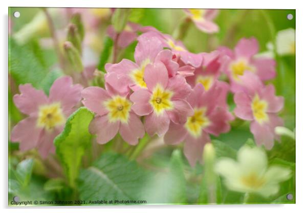 primroses Acrylic by Simon Johnson