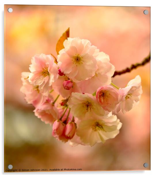 Sunlit spring blossom Acrylic by Simon Johnson