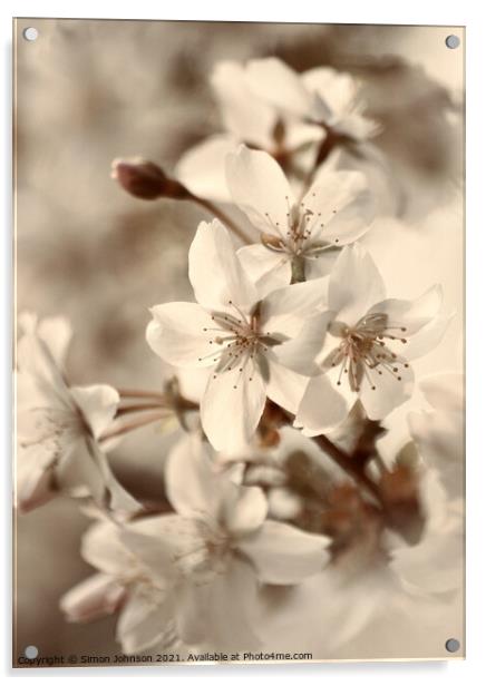 blossom close up Acrylic by Simon Johnson
