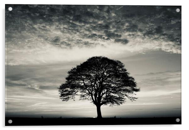  Tree Silhouette  Acrylic by Simon Johnson