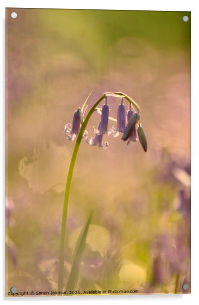 Bluebell flower Acrylic by Simon Johnson