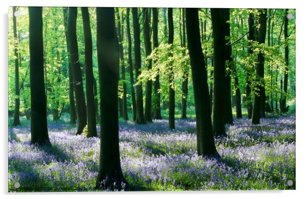 Sunlit bluebell Woodland Acrylic by Simon Johnson