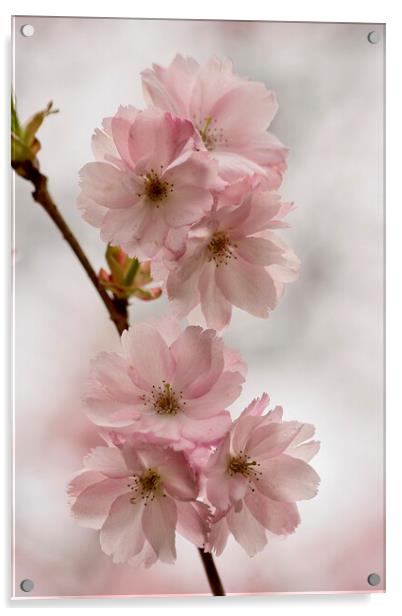 Blossom Acrylic by Simon Johnson