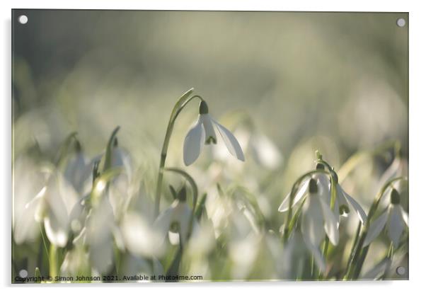 Snowdrops Acrylic by Simon Johnson