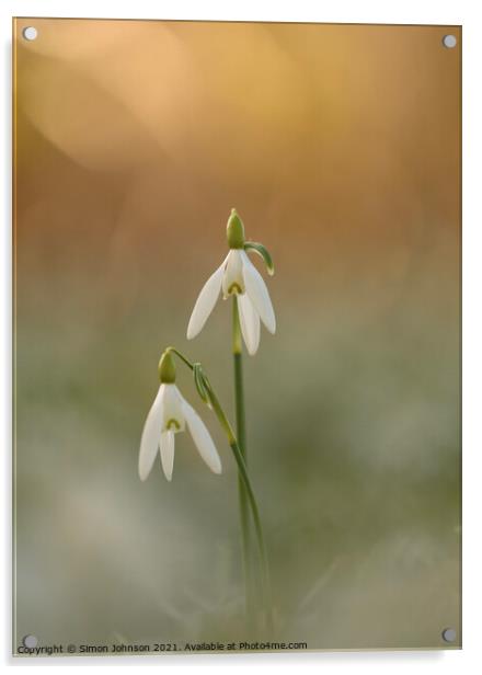 Pair of Snowdrop flowers Acrylic by Simon Johnson