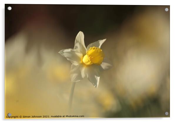 Sunlit Daffodil flower Acrylic by Simon Johnson