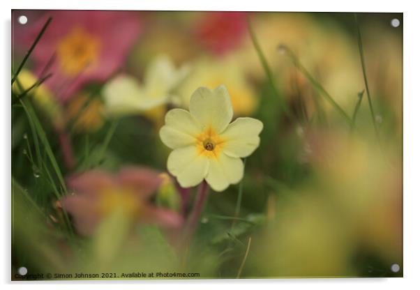 Spring Primrose flower Acrylic by Simon Johnson