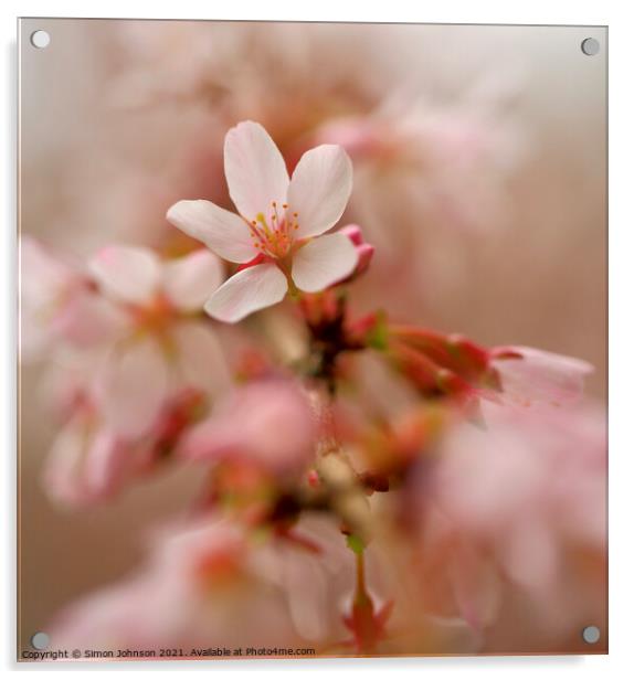 Close up Of spring Cherry Blossom Acrylic by Simon Johnson