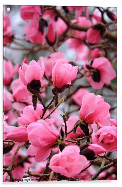 spring Magnolia Flowers Acrylic by Simon Johnson