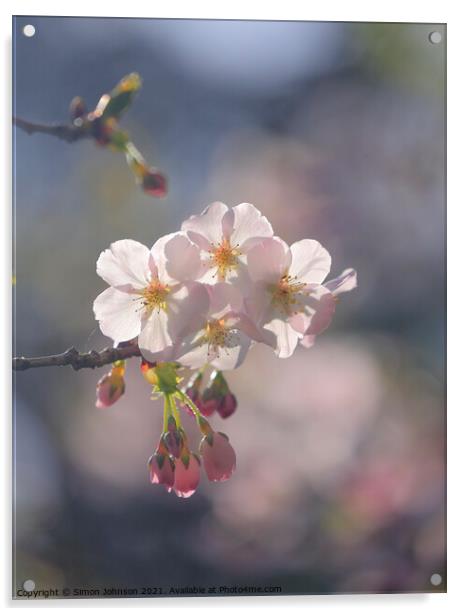 sunlit spring Blossom Acrylic by Simon Johnson