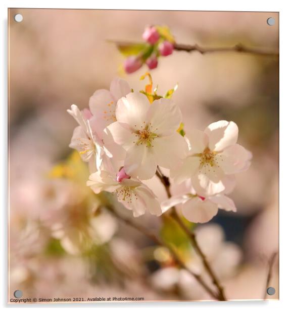 Sunlit Spring Blossom Acrylic by Simon Johnson