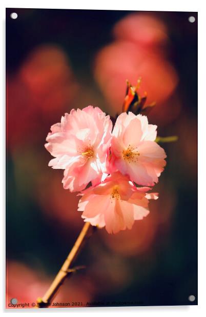 Sunlit spring Cherry Blossom Acrylic by Simon Johnson