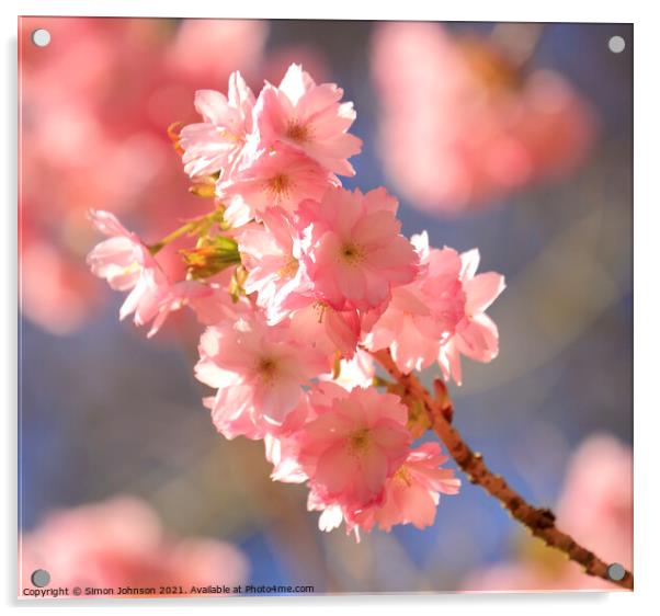 Sunlit Cherry Blossom Acrylic by Simon Johnson