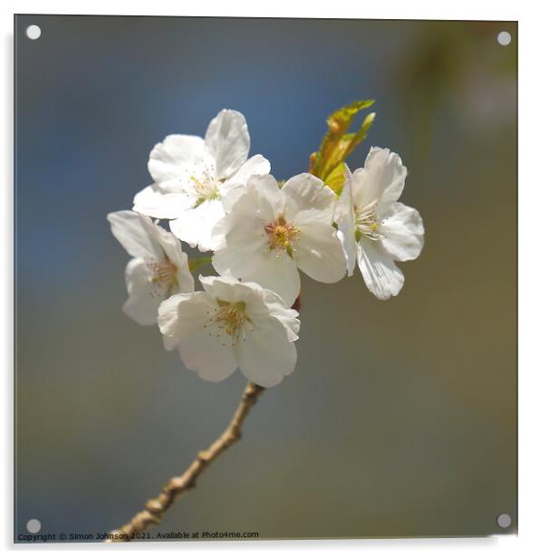 Cherry Blossom Acrylic by Simon Johnson