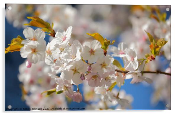 White Cherry Blossom Acrylic by Simon Johnson
