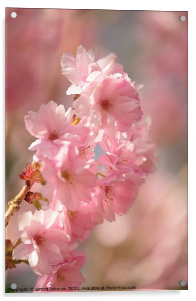 Diffused spring blossom Acrylic by Simon Johnson