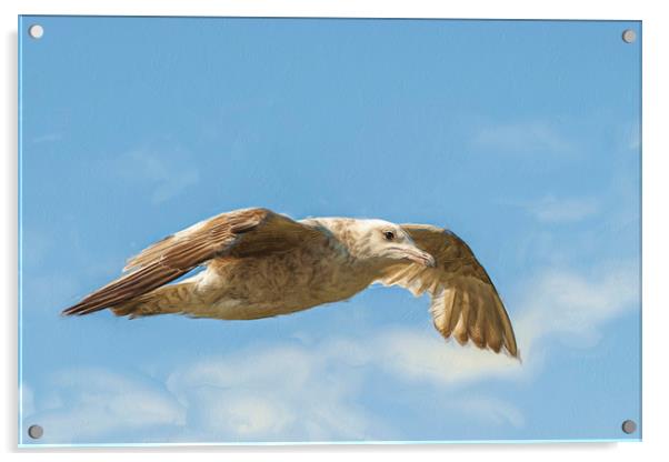 Juvenile Herring gull flying high. Acrylic by Robert Deering