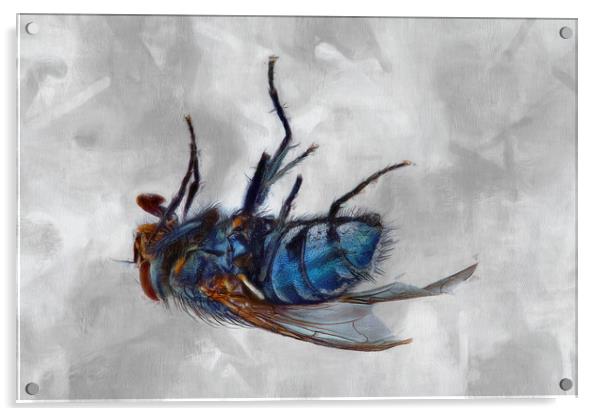 Dead Fly Acrylic by Robert Deering