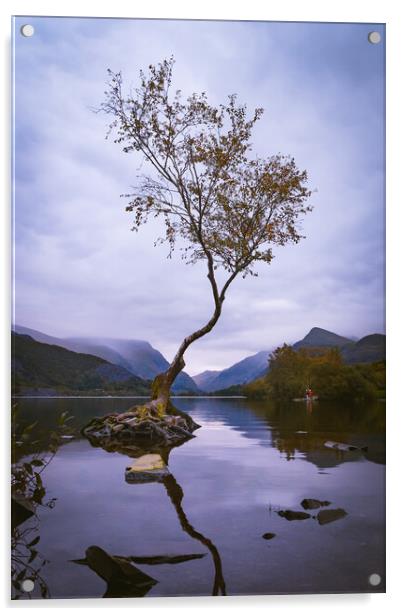Llanberis Lonely Tree Acrylic by Liam Neon