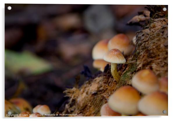 Woodland Autumn Mushroom  Acrylic by Liam Neon