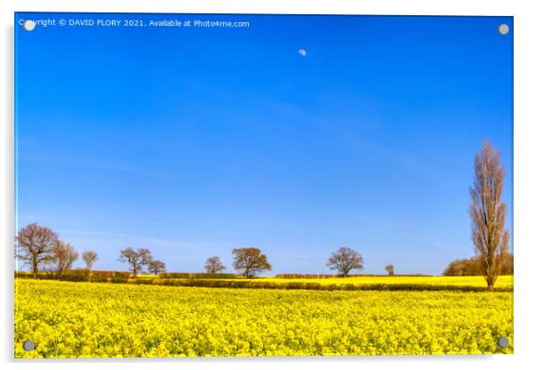 Moon over rapeseed crop Acrylic by DAVID FLORY