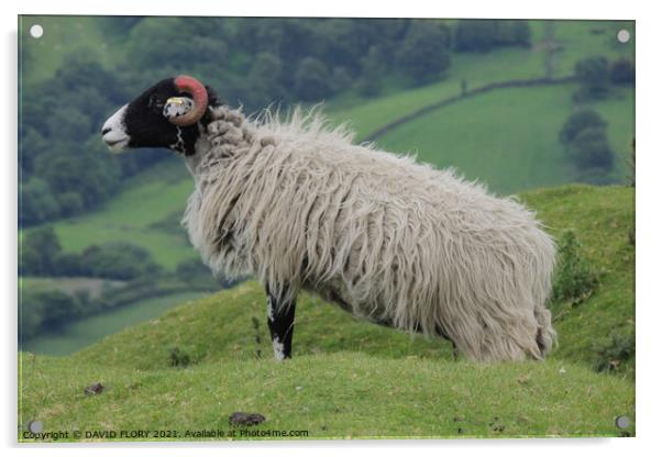 Moorland Sheep Acrylic by DAVID FLORY