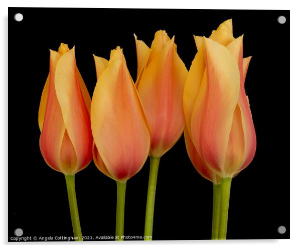Peach Tulips Acrylic by Angela Cottingham