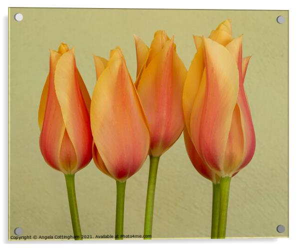 Peach Tulips Acrylic by Angela Cottingham