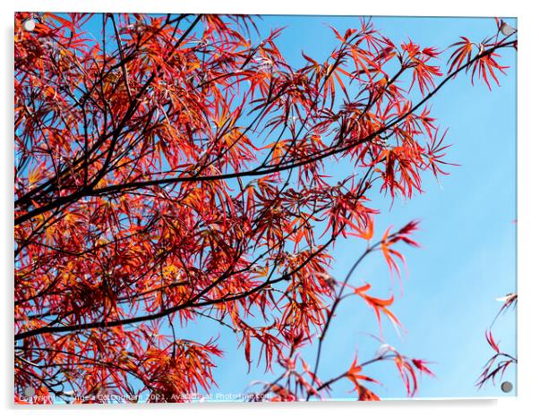 Red Japanese Maple Leaves  Acrylic by Angela Cottingham