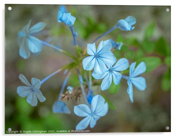 Blue Plumbago Flowers Acrylic by Angela Cottingham
