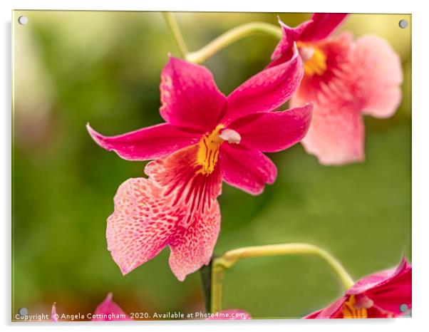 Pink Orchids with a Green Background Acrylic by Angela Cottingham