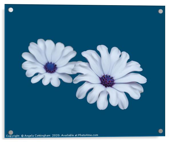 White African Daisies Acrylic by Angela Cottingham