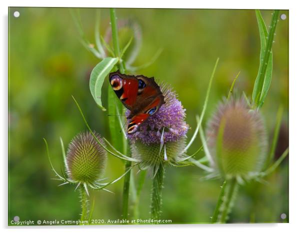 Peacock Butterfly on a Teasel Flower Acrylic by Angela Cottingham