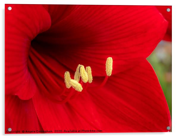 Red Amaryllis Acrylic by Angela Cottingham