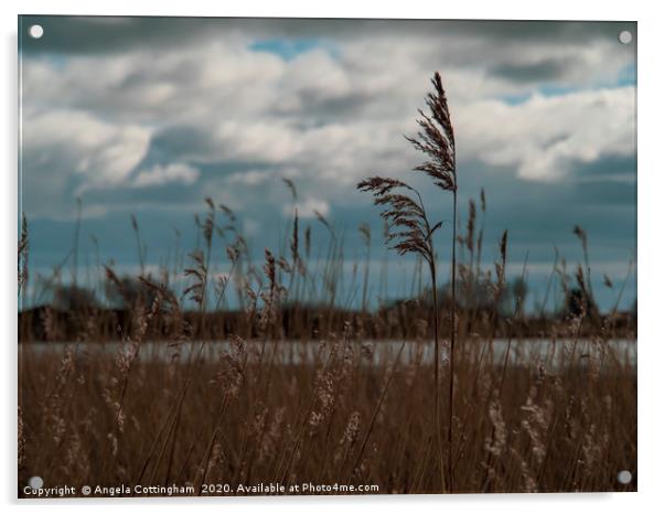 Reeds at Wheldrake Acrylic by Angela Cottingham
