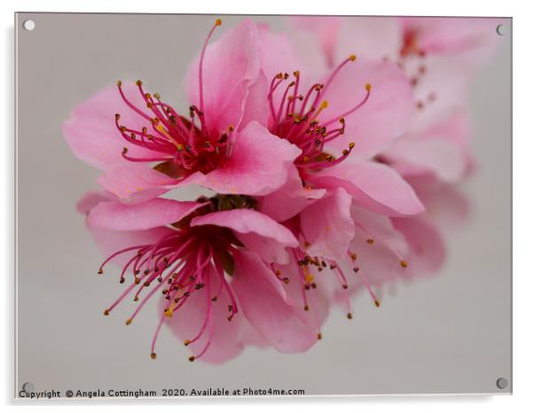 Pink Peach Blossom Acrylic by Angela Cottingham