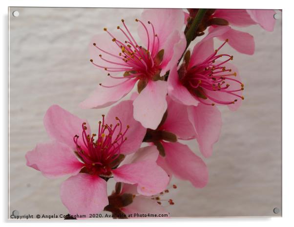 Pretty Pink Peach Blossom Acrylic by Angela Cottingham