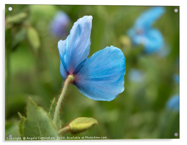 Blue Poppy Acrylic by Angela Cottingham