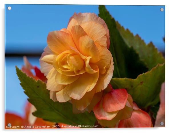 Beautiful Begonia Acrylic by Angela Cottingham