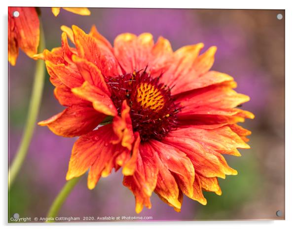 Beautiful Gaillardia Flower Acrylic by Angela Cottingham