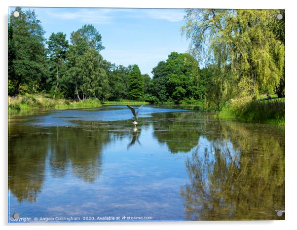 Lake in the Arboretum Acrylic by Angela Cottingham