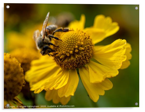 Helenium and Honey Bee 1 Acrylic by Angela Cottingham