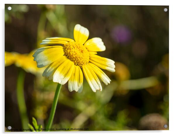 Little Yellow Flower Acrylic by Angela Cottingham