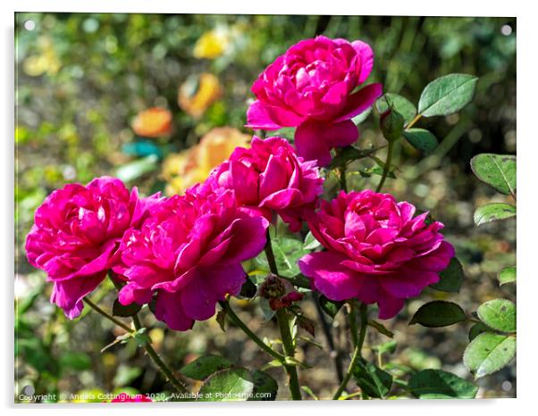 Pink Roses Acrylic by Angela Cottingham