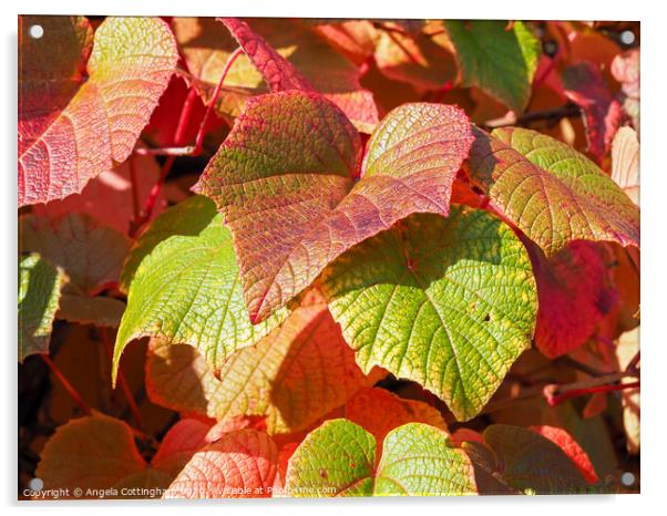 Autumn Vine Leaves Acrylic by Angela Cottingham