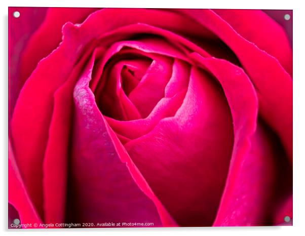 Red Rose Acrylic by Angela Cottingham