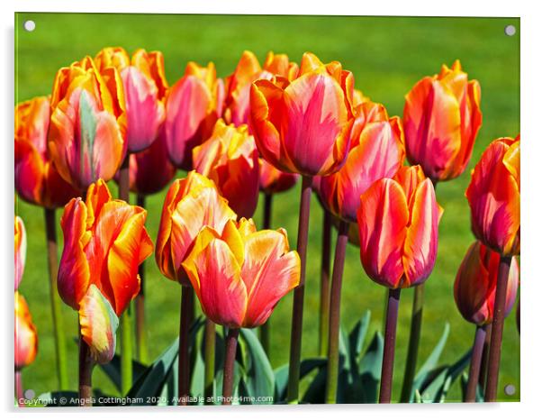 Hermatage Tulips Acrylic by Angela Cottingham